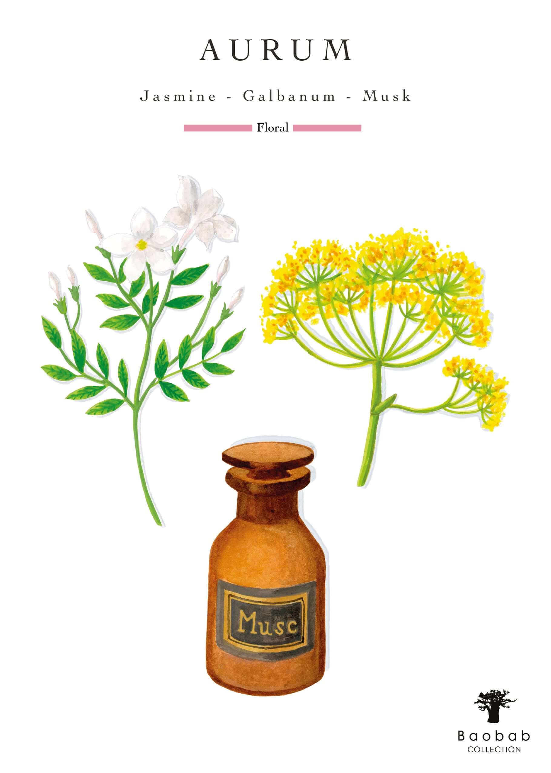 Baobab Collection - Candle Les Exclusives Aurum - Precious Jasmine-Divine Musk - MAX10 - Coastous