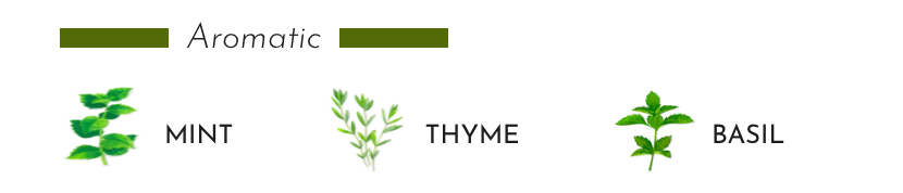 Aromatic herbs: mint, thyme, and basil illustrations with text labels.