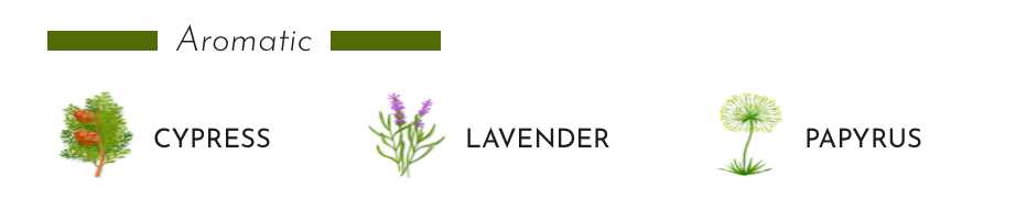 Aromatic essence of cypress, lavender, and papyrus illustrated for the Baobab Collection diffuser.