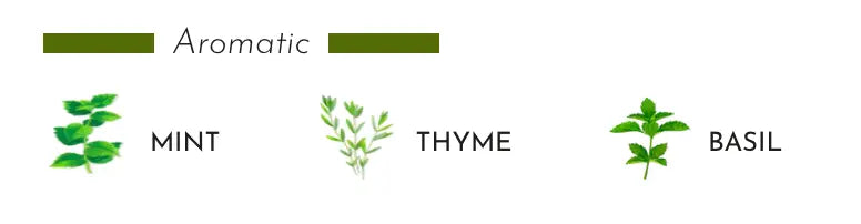 Gift Box My First Baobab A Saint-Tropez Coastous