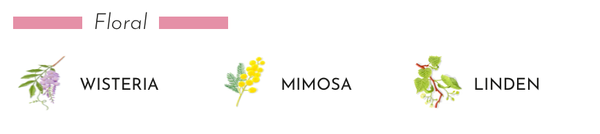 Floral elements: Wisteria, Mimosa, and Linden illustrations for Baobab Collection scent.