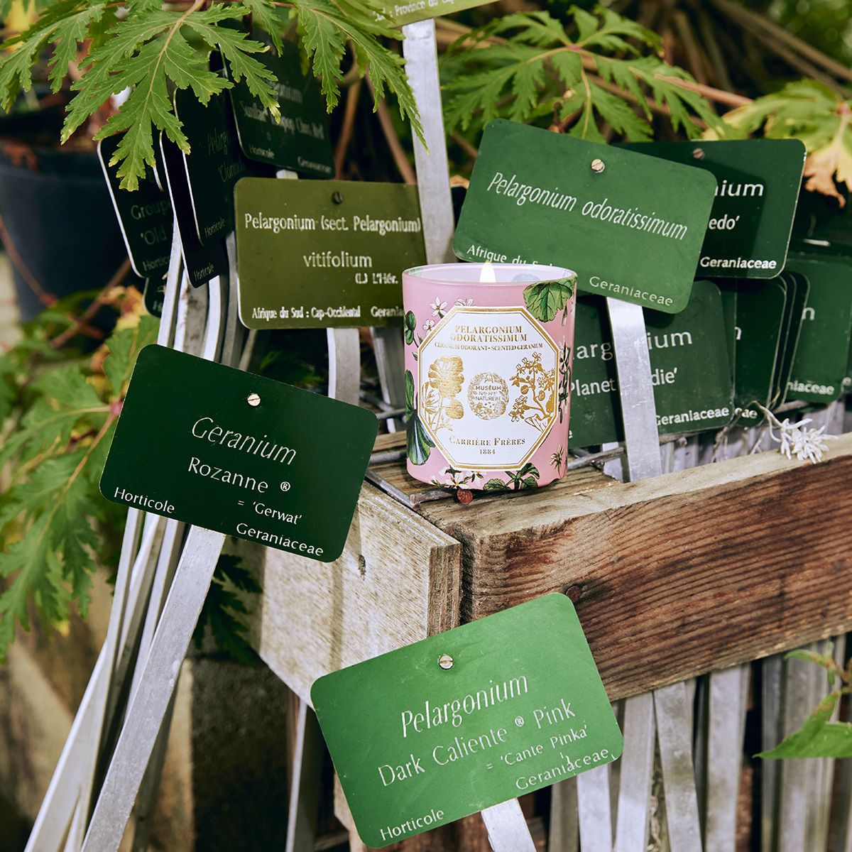 Carrière Frères - Geranium Candle 6.5 oz Carrière Frères