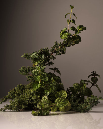 Hand Cream Homecourt