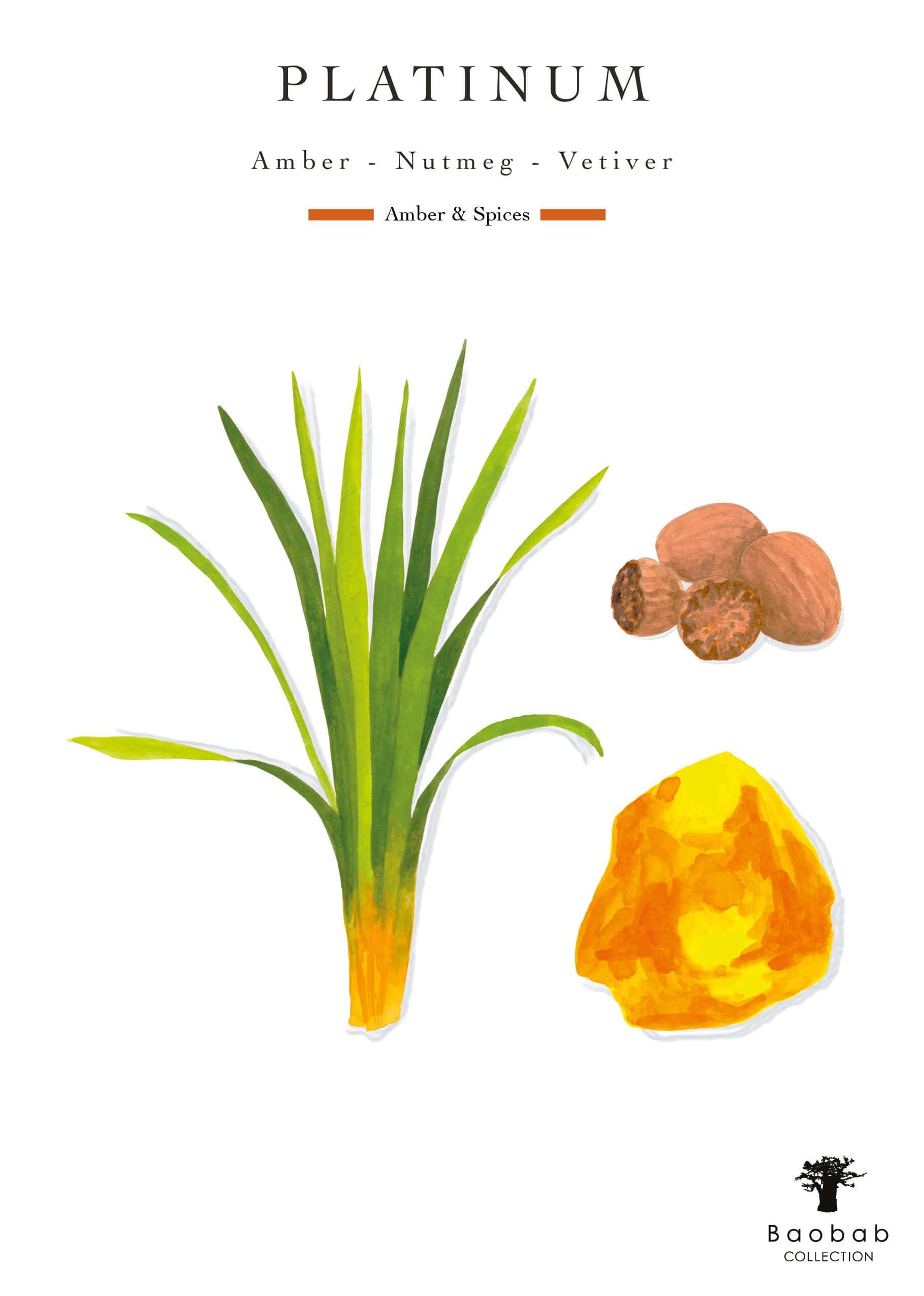 Baobab Collection - Candle Les Exclusives Platinum - Amber-Grapefruit-Vetiver - MAX10 - Coastous