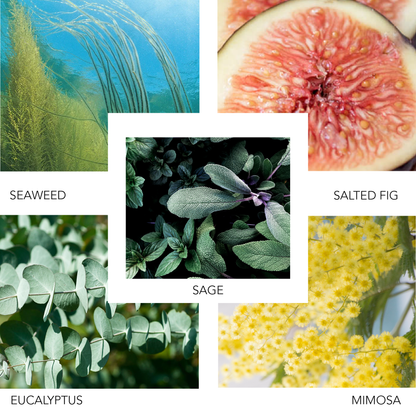 PIER NEW YORK 100 ML KIERIN