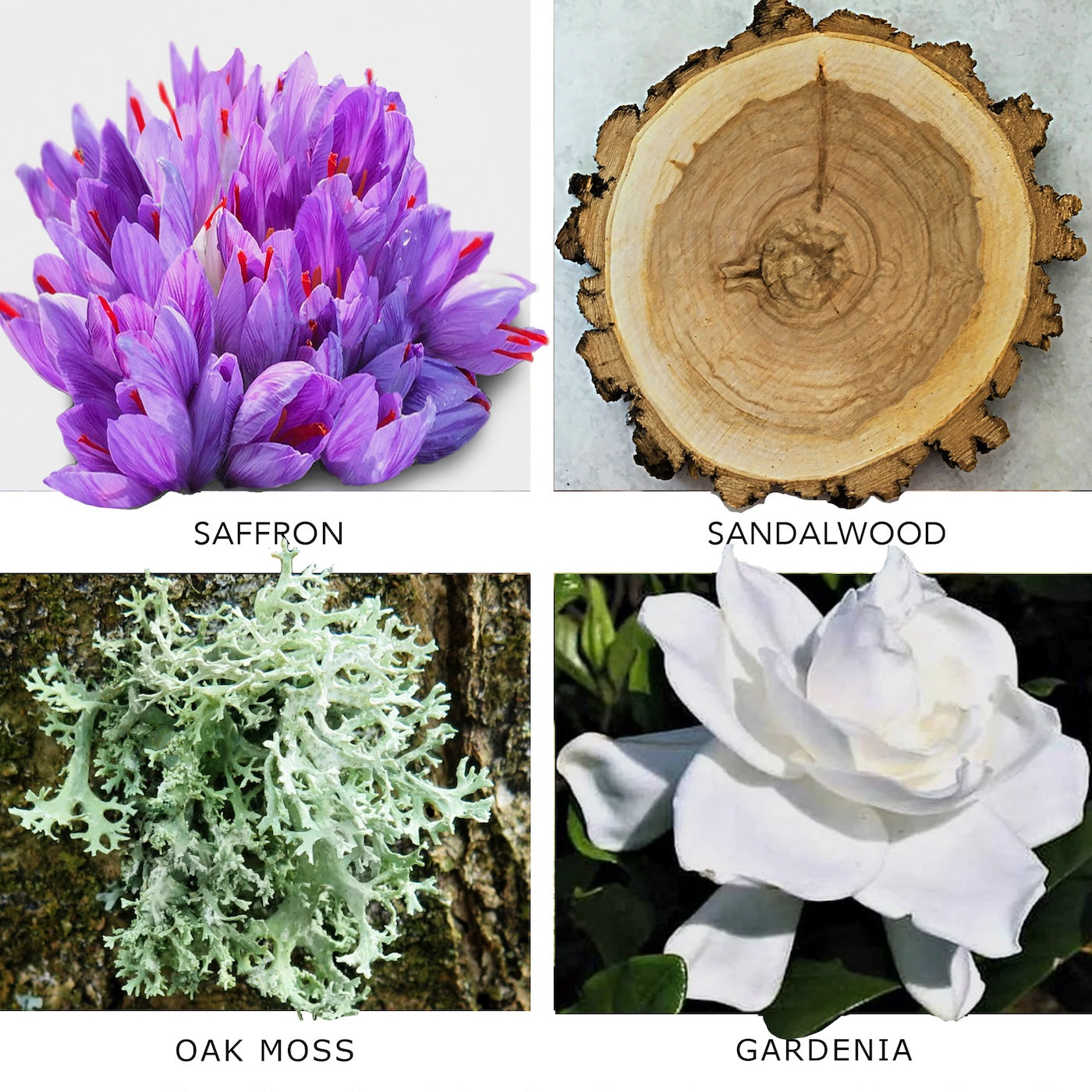 SANTAL PARK 100 ML KIERIN