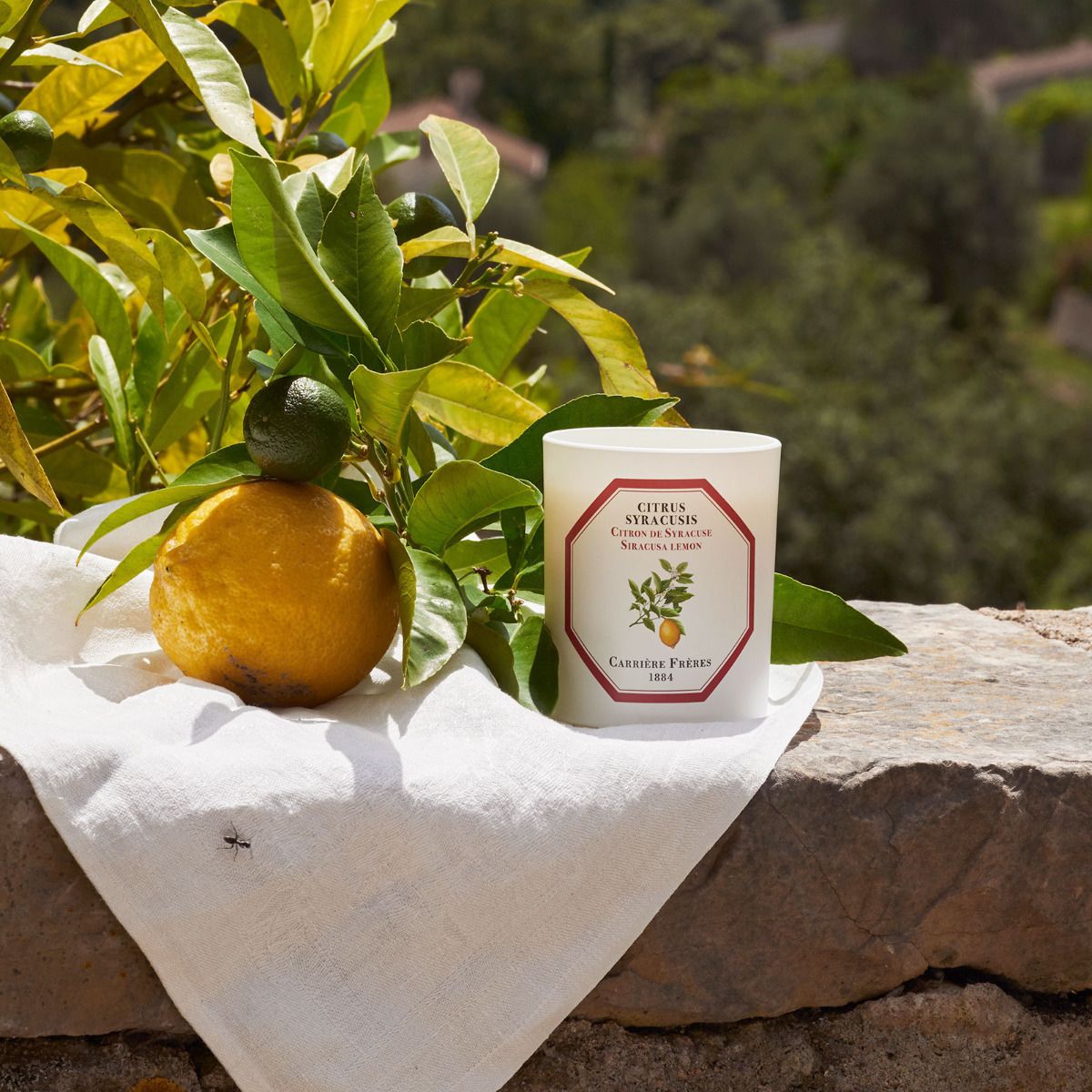 Carrière Frères - Citrus Syracusis - Siracusa Lemon Candle 6.5 oz Carrière Frères