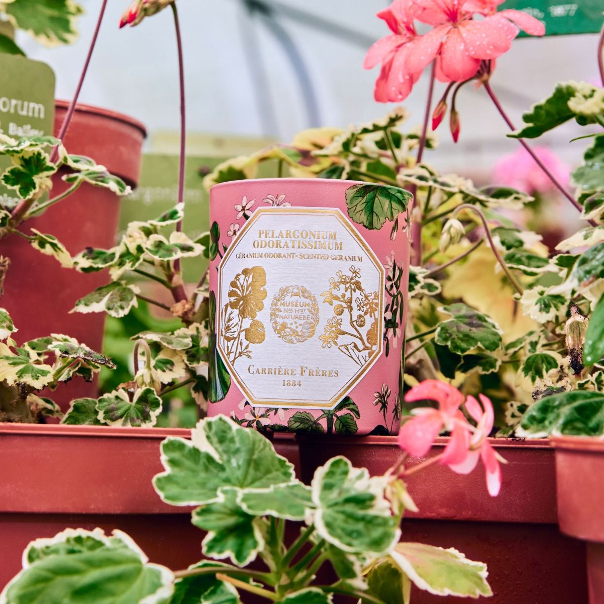 Carrière Frères - Geranium Candle 6.5 oz Carrière Frères