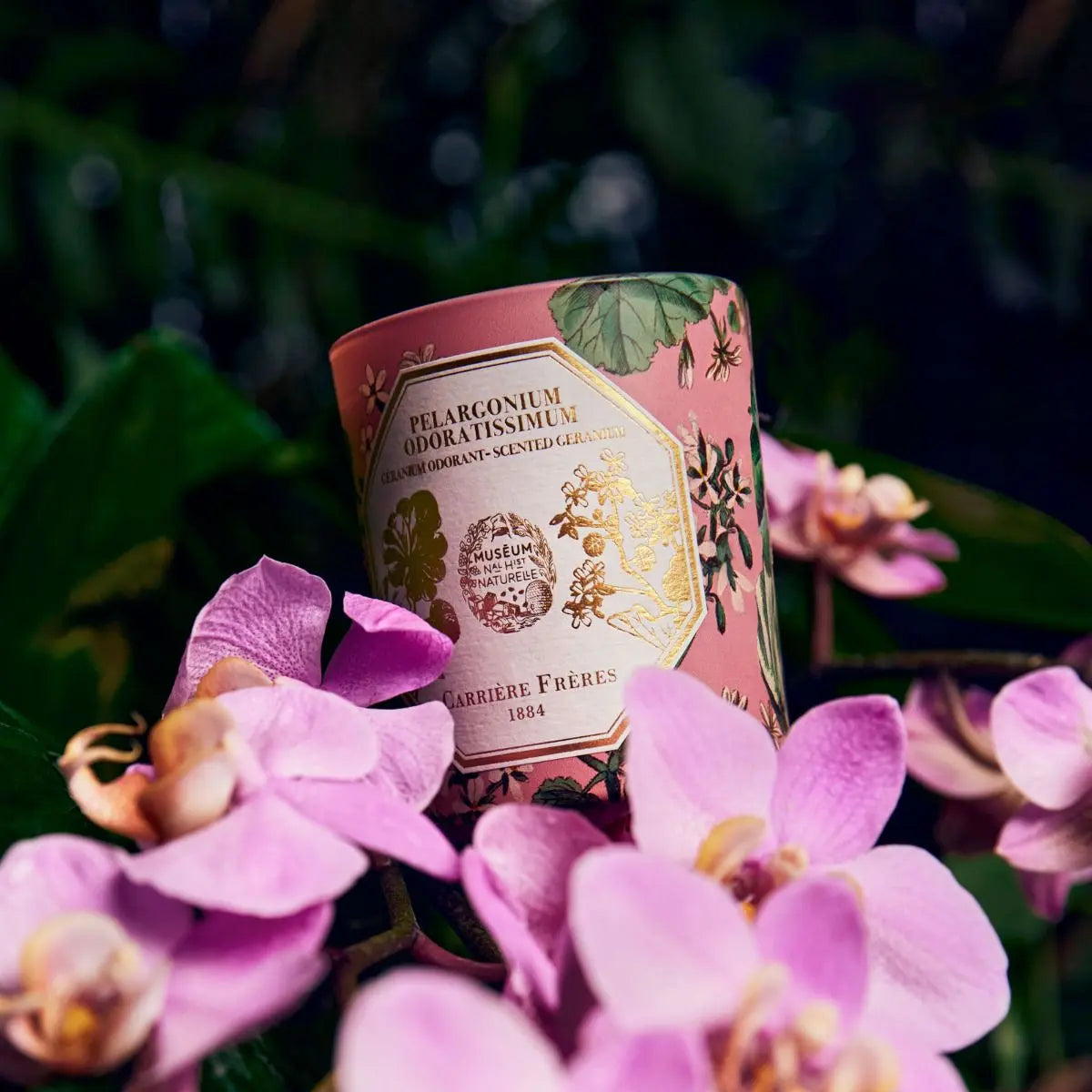 ホリデ－アロマキャンドル 185g Carriere Freres パインローズ Carrière Frères - Pelargonium Geranium scented candle 6.5 oz / 185