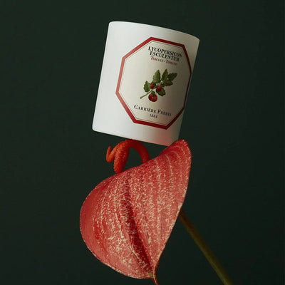 Carrière Frères - Lycopersicon Esculentum - Tomato Candle 6.5 oz   
