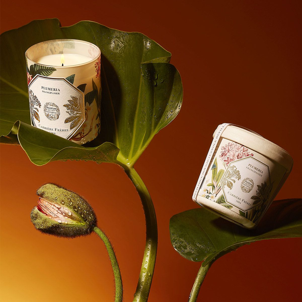 Carrière Frères - Frangipani Candle 6.5 oz Carrière Frères