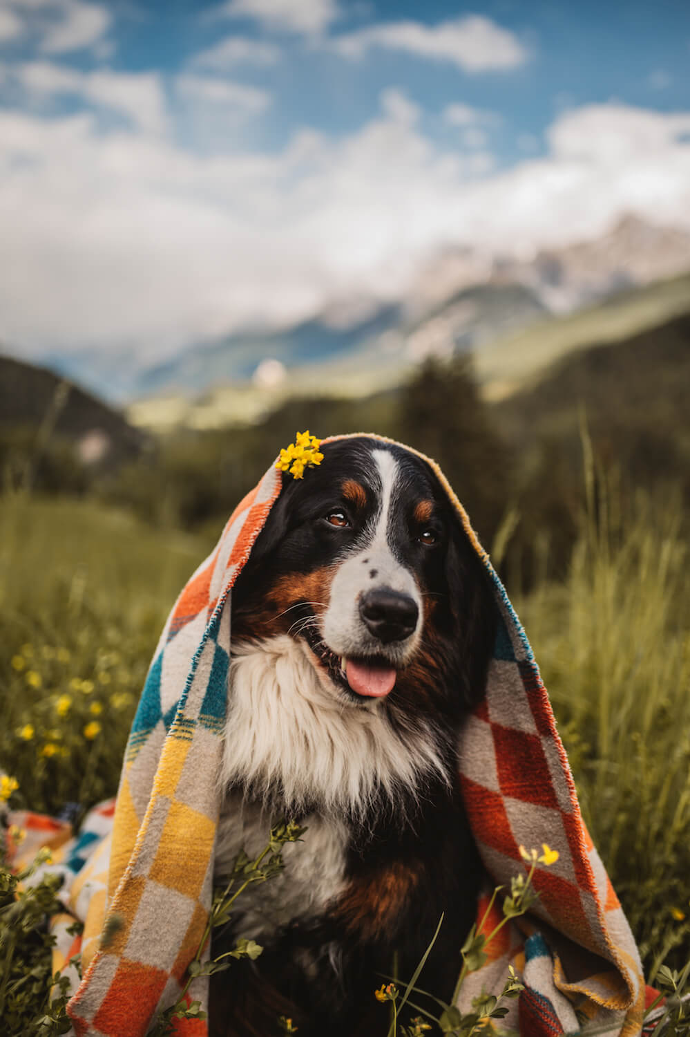 Checkered Santa Cruz Blanket