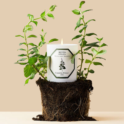 Carrière Frères - Spearmint Candle