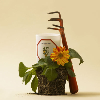 Carrière Frères - Yuzu Candle